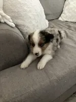 Lizzy, a female Miniature Australian Shepherd for sale in Somerville, TX – 2 of 6