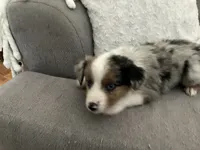 Lizzy, a female Miniature Australian Shepherd for sale in Somerville, TX – 1 of 6