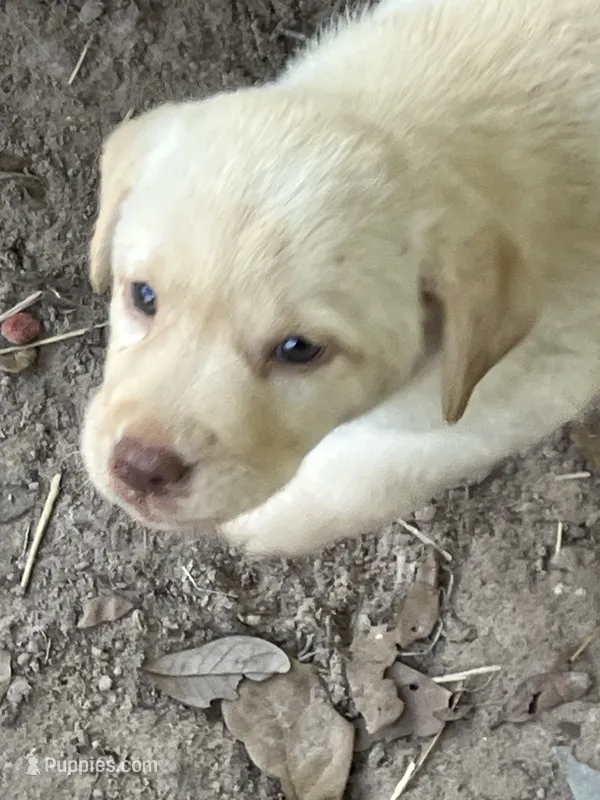 Yellow girl – Labrador Retriever puppy for sale in Somerville, TX