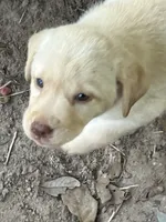 Yellow girl, a female Labrador Retriever for sale in Somerville, TX – 1 of 4