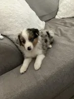 Lizzy, a female Miniature Australian Shepherd for sale in Somerville, TX – 5 of 6