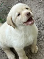 Yellow girl, a female Labrador Retriever for sale in Somerville, TX – 2 of 4