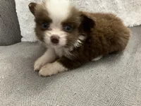 Buster brown, a male Miniature Australian Shepherd for sale in Somerville, TX – 3 of 4