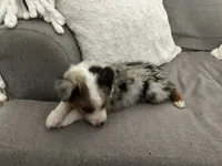 Lizzy, a female Miniature Australian Shepherd for sale in Somerville, TX – 6 of 6