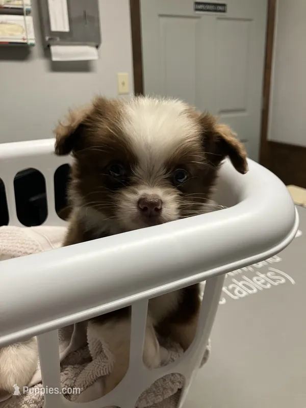 Buster brown – Miniature Australian Shepherd puppy for sale in Somerville, TX