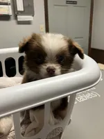 Buster brown, a male Miniature Australian Shepherd for sale in Somerville, TX – 1 of 4