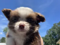 Buster brown, a male Miniature Australian Shepherd for sale in Somerville, TX – 2 of 4