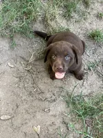 Chocolates , a female Labrador Retriever for sale in Somerville, TX – 3 of 4