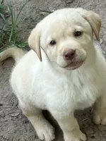Yellow girl, a female Labrador Retriever for sale in Somerville, TX – 4 of 4