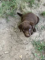 Chocolates , a female Labrador Retriever for sale in Somerville, TX – 4 of 4