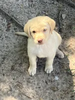 Yellow girl, a female Labrador Retriever for sale in Somerville, TX – 4 of 5