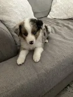 Lizzy, a female Miniature Australian Shepherd for sale in Somerville, TX – 4 of 6
