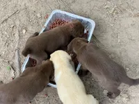 Chocolates , a female Labrador Retriever for sale in Somerville, TX – 2 of 4