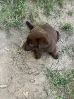 Chocolates , a female Labrador Retriever for sale in Somerville, TX – 2 of 3