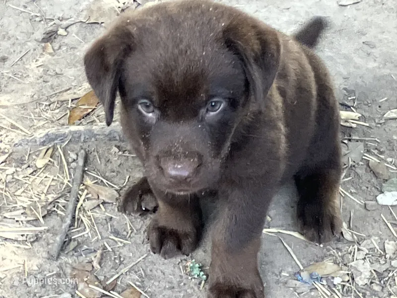 Chocolates  – Labrador Retriever puppy for sale in Somerville, TX