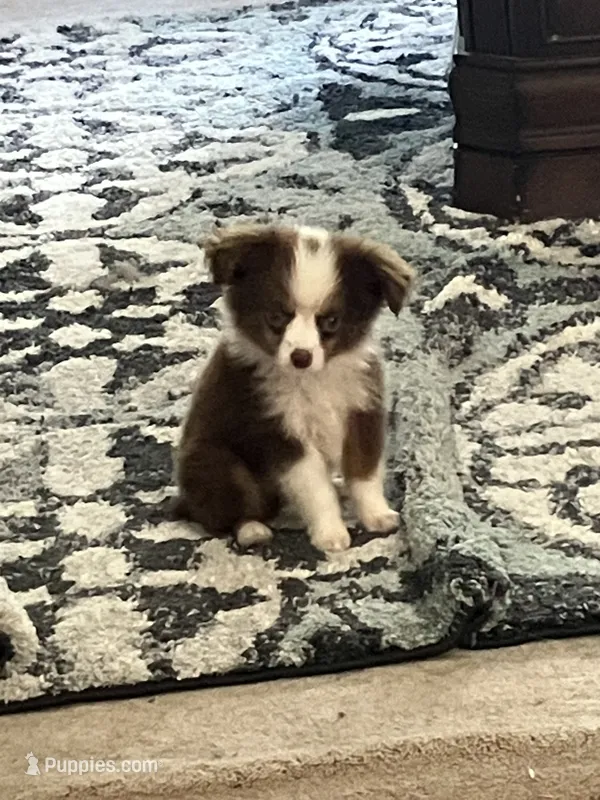 Buster brown – Miniature Australian Shepherd puppy for sale in Somerville, TX