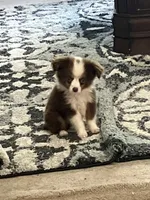 Buster brown, a male Miniature Australian Shepherd for sale in Somerville, TX – 1 of 1