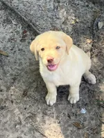 Yellow girl, a female Labrador Retriever for sale in Somerville, TX – 1 of 5