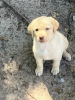 Yellow girl, a female Labrador Retriever for sale in Somerville, TX – 5 of 5
