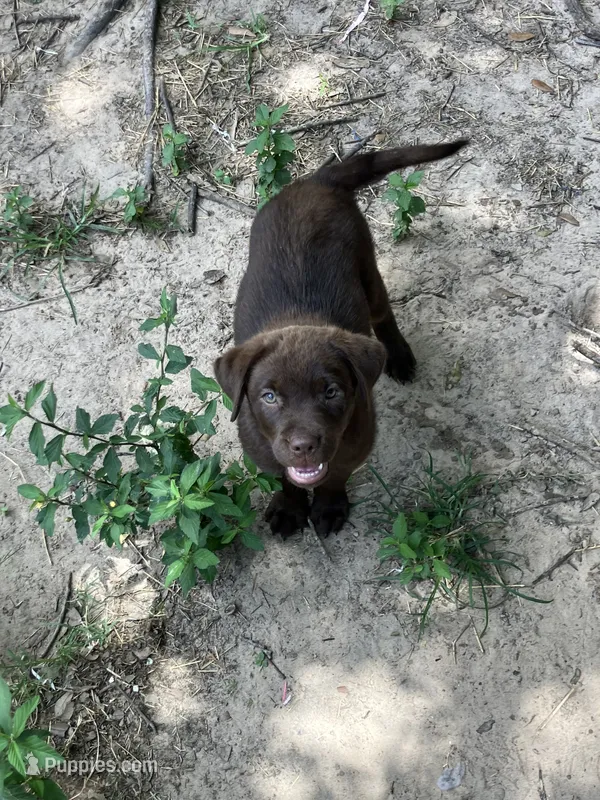 Chocolates  – Labrador Retriever puppy for sale in Somerville, TX