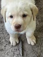 Yellow girl, a female Labrador Retriever for sale in Somerville, TX – 3 of 4