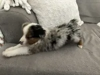 Lizzy, a female Miniature Australian Shepherd for sale in Somerville, TX – 3 of 6