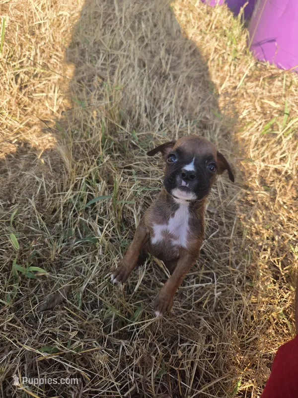Delilah – Boxer puppy for sale in Humboldt, KS