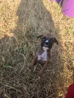 Delilah - 620-333-8684 (text for pics as cant upload on here), a female Boxer for sale in Humboldt, KS – 1 of 1