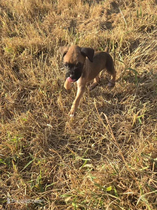 Layla – Boxer puppy for sale in Humboldt, KS