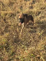 Layla - 620-333-8684 (text for pics as cant upload on here), a female Boxer for sale in Humboldt, KS – 1 of 1
