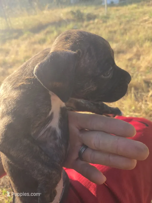 Lady – Boxer puppy for sale in Humboldt, KS