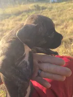 Lady, a female Boxer for sale in Humboldt, KS – 1 of 1