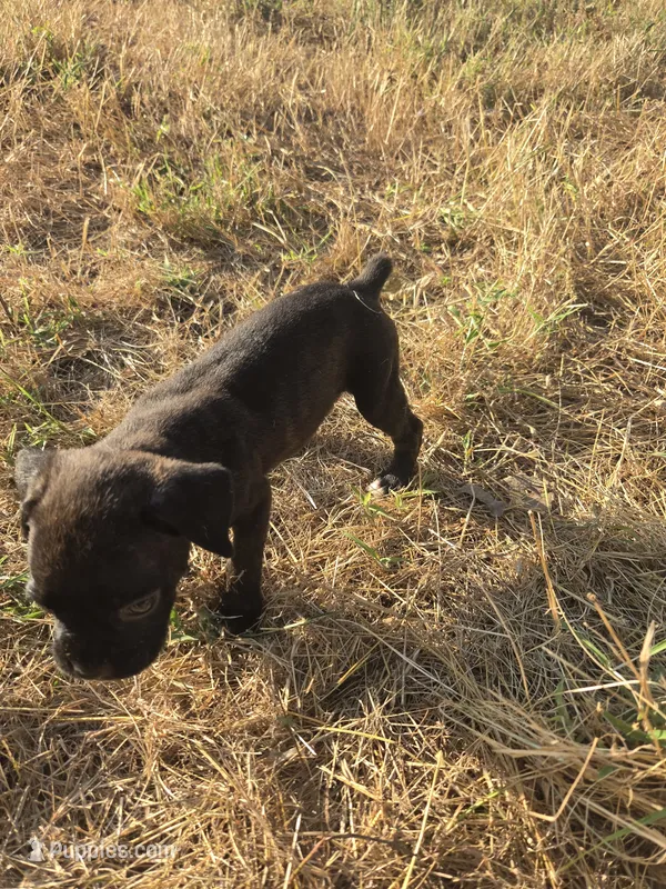 Princess – Boxer puppy for sale in Humboldt, KS