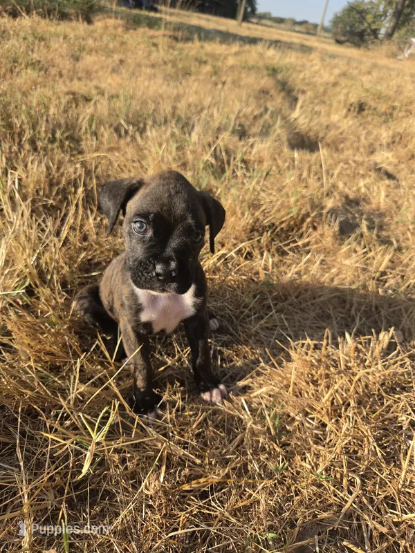 Zeus – Boxer puppy for sale in Humboldt, KS