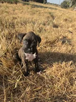 Zeus - 620-333-8684 (text for pics as cant upload on here), a male Boxer for sale in Humboldt, KS – 1 of 1