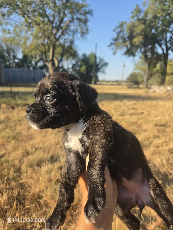 Cleo – Boxer puppy for sale in Humboldt, KS