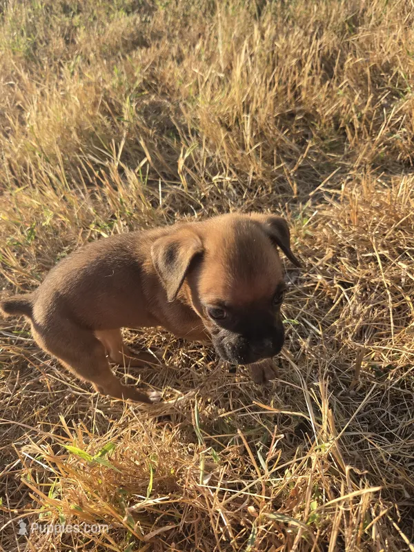 Tara – Boxer puppy for sale in Humboldt, KS