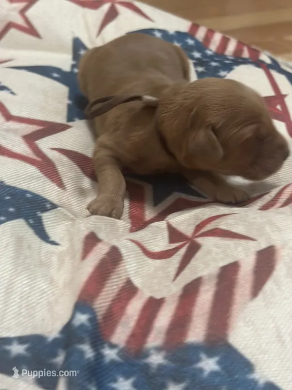 Betsy  – Golden Retriever puppy for sale in Winfield, TN