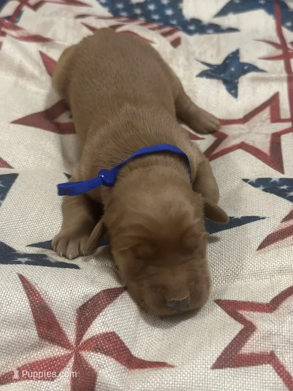 Boomer – Golden Retriever puppy for sale in Winfield, TN