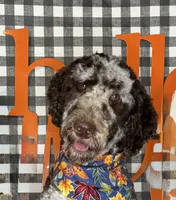 Ralphie the Stud, a male Goldendoodle for sale in Winfield, TN – Photo 1 of 4