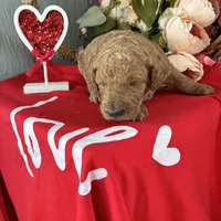 Cassanova, a male Poodle - Standard  for sale in Winfield, TN – 1 of 1