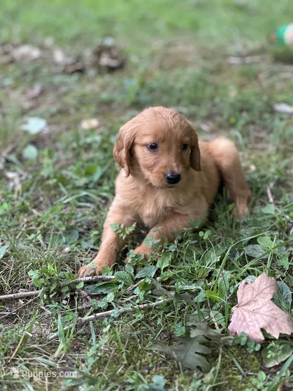 Betsy  – Golden Retriever puppy for sale in Winfield, TN