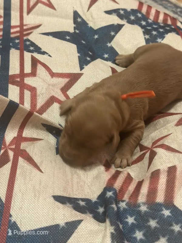 Glory – Golden Retriever puppy for sale in Winfield, TN