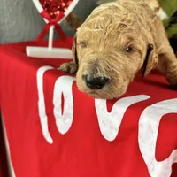 Teddy, a male Poodle - Standard  for sale in Winfield, TN – 1 of 1