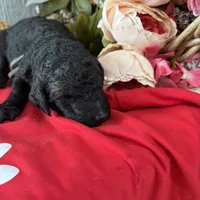 Lennon, a male Poodle - Standard  for sale in Winfield, TN – 1 of 1