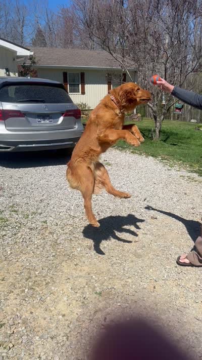 Belle, a female Golden Retriever for sale in Winfield, TN – 4 of 4