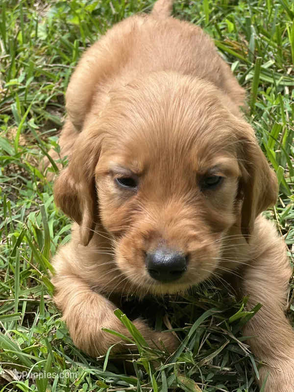 Belle – Golden Retriever puppy for sale in Winfield, TN