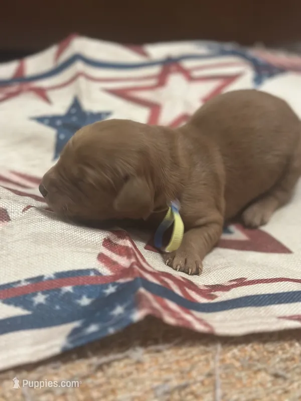 Liberty – Golden Retriever puppy for sale in Winfield, TN
