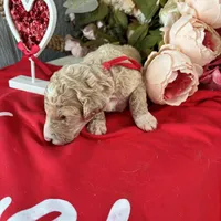 Romeo, a male Poodle - Standard  for sale in Winfield, TN – 1 of 1