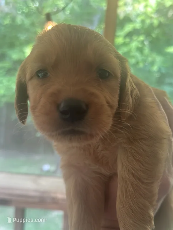 Betsy  – Golden Retriever puppy for sale in Winfield, TN